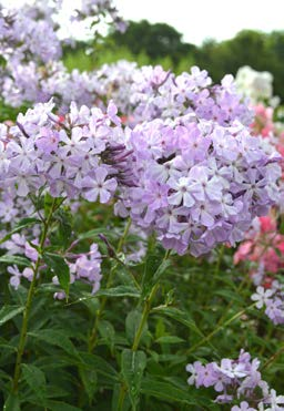 I Alnarp har sorten gått i blom i slutet av juni och blomningen har pågått i ungefär fyra veckor. Phlox paniculata 'Morfar Albert', Stockholm 1920-talet (2015) Sorten är insamlad i Bromma.