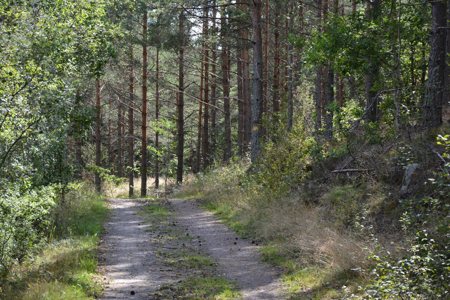 Oskarshamn Arvidsmåla 1:5 Skogsmark Fastigheten har sammanlagt 27,3 ha produktiv skogsmark med ett bedömt virkesförråd om ca 3 900 m³sk, varav G2, 261 m³sk, S1 105 m³sk och S2 1339 m³sk, enligt