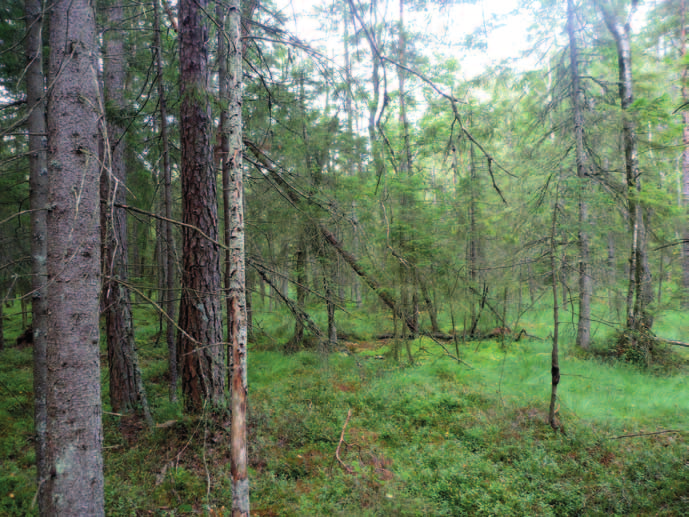 Illustration 7. Sumpskogsmiljö vid hänsynspunkter 18-21. Naturskogsartad luckig granskog, flerskiktad och bitvis mycket blöt och med visst inslag av död ved. Foto mot NV.