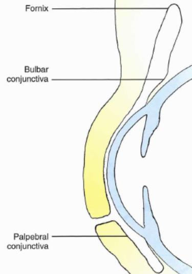 Figur 1.1 Konjunktivas indelning (Remington, 2005, s. 170, med tillstånd) Palpebrala konjunktiva är rik på blodkärl och fäster hårt vid underliggande bindväv vid tarsalplattan.