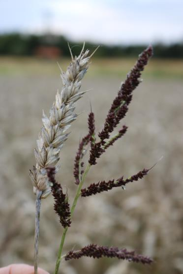 2017-01-17 Hönshirs Echinochloa crus-galli Annuell, vårgroende Gror sent och länge C4-växt