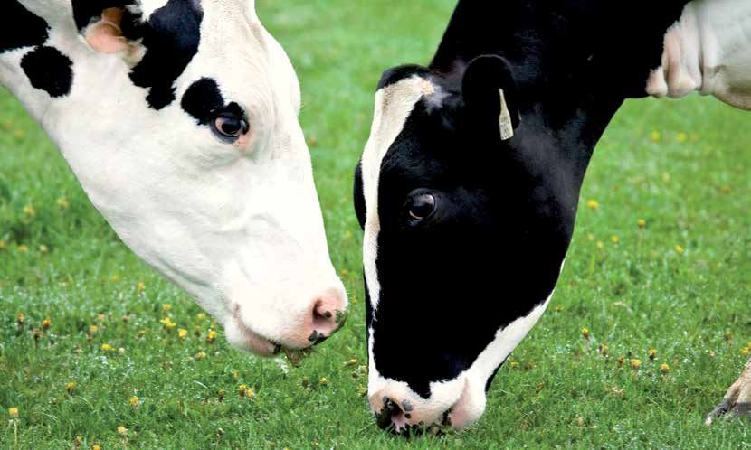 Utfodring och energibalans Herd Navigator identifierar tidiga tecken på acetonemi. Att identifiera acetonemi i ett tidigt stadum har stor effekt på mjölkproduktionen.