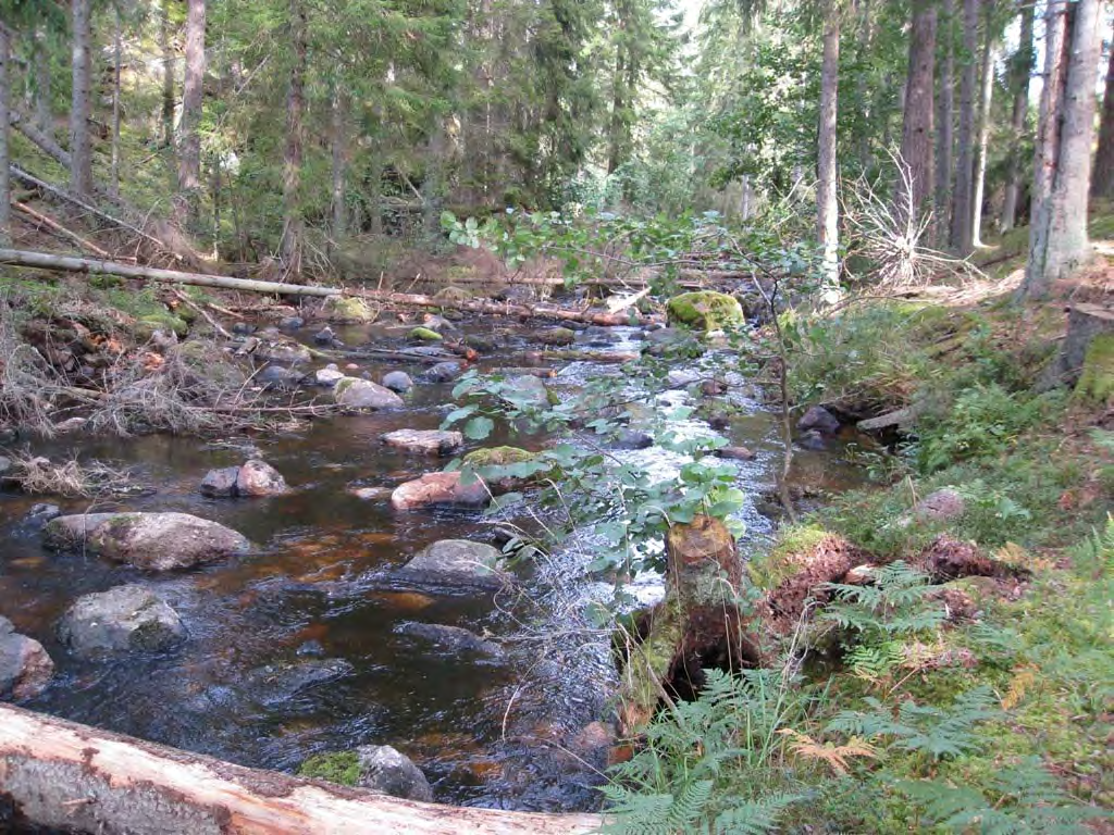 Bild 18 A. Strömsträcka i den övre forsen uppströms Bergvattnet före åtgärd. Strömmen är tydligt flottledsrensad (se stenlämningar i strandkant).