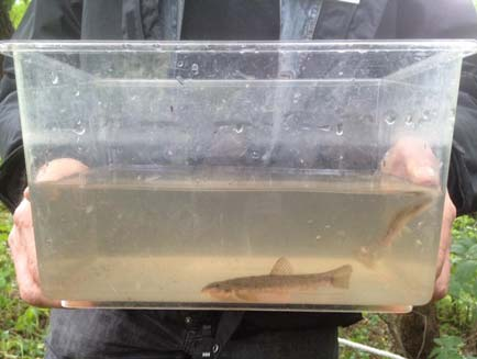 Igelbäckens dag 28 augusti Naturskolans lärare har deltagit i: Regionala naturskoleföreningsträffar på Södertälje - och Tyresö naturskola. Färsna Rovdjurskurs. Lärarförbundets Rikskonferens.