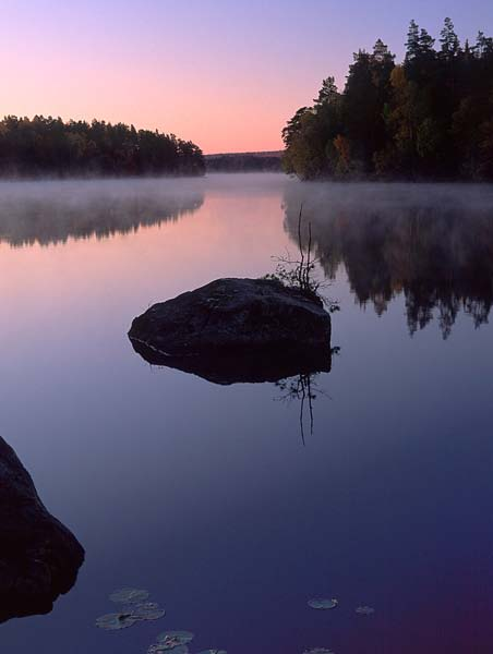 Skog och