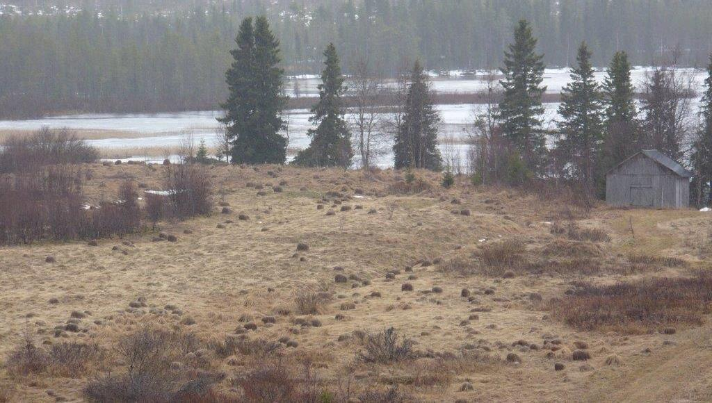 2013 Ca 800 hektar Rörflen motsvarande 13-30 GWh/år Potential: enl Jordbruksverkets rapp 2008:7 Kartläggning av mark som tagits ur produktion Nettot av nedlagd mark, överodling av vall och