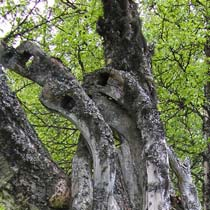 Stöd för bevarande av värdefulla natur-