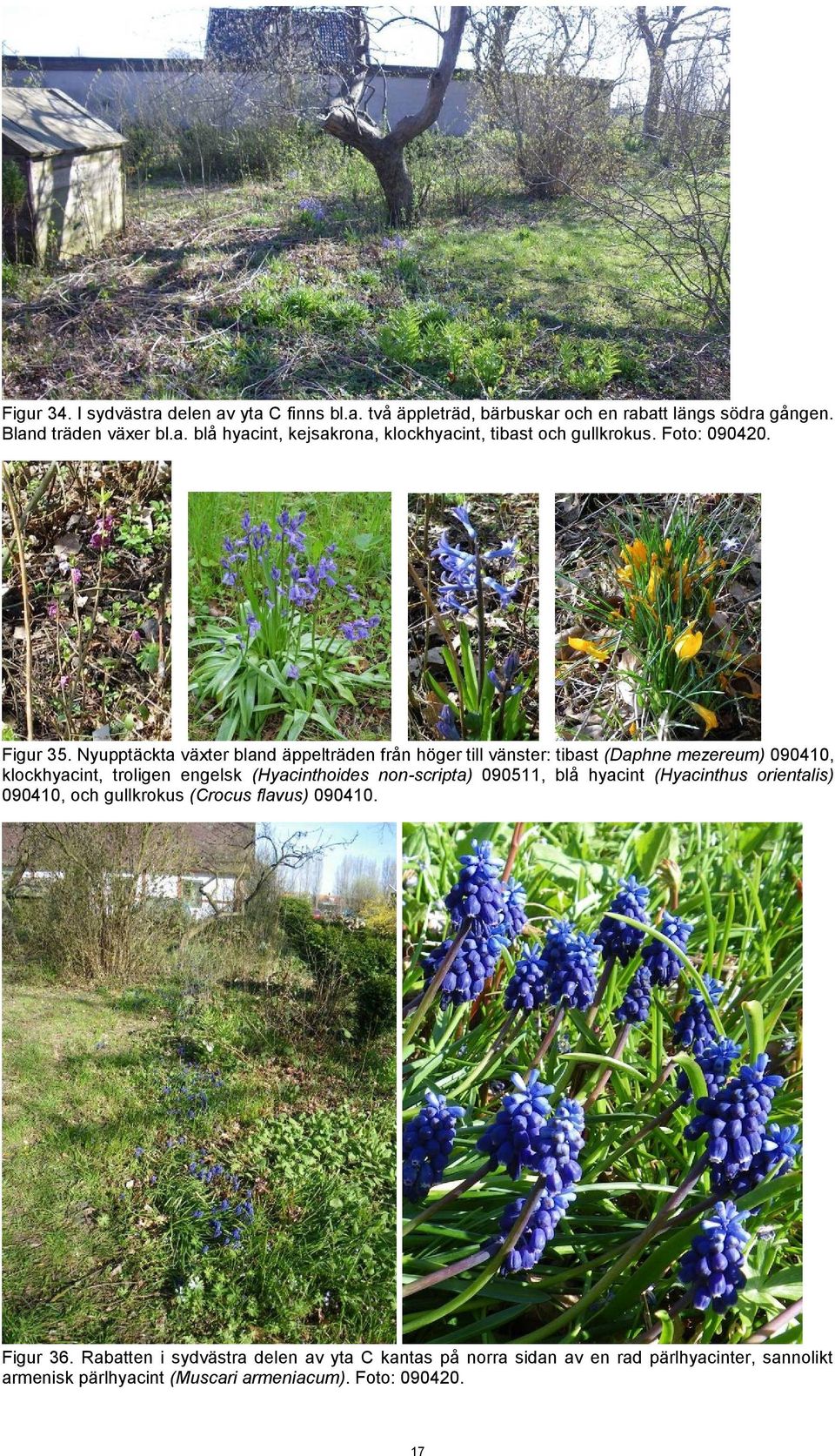 Nyupptäckta växter bland äppelträden från höger till vänster: tibast (Daphne mezereum) 090410, klockhyacint, troligen engelsk (Hyacinthoides non-scripta)