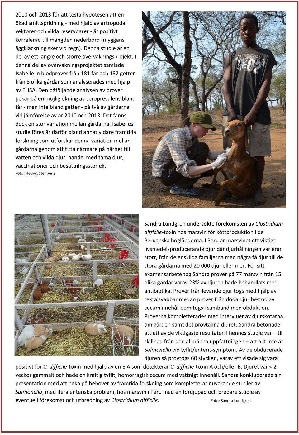 I denna del av övervakningsprojektet samlade Isabelle in blodprover från 181 får och 187 getter från 8 olika gårdar som analyserades med hjälp av ELISA.