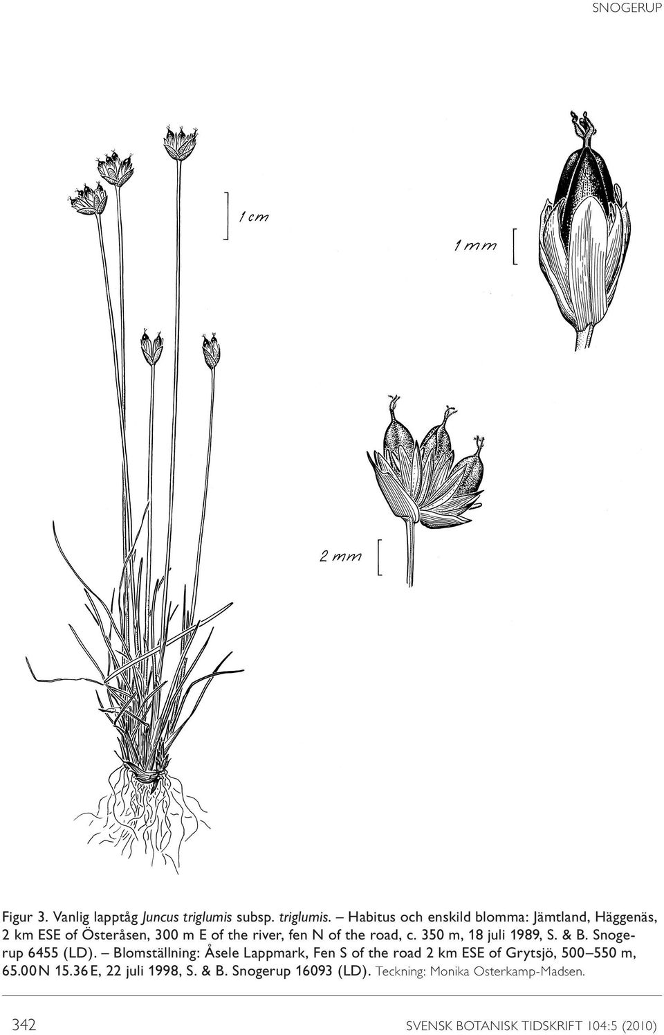 Habitus och enskild blomma: Jämtland, Häggenäs, 2 km ESE of Österåsen, 300 m E of the river, fen N of the road,