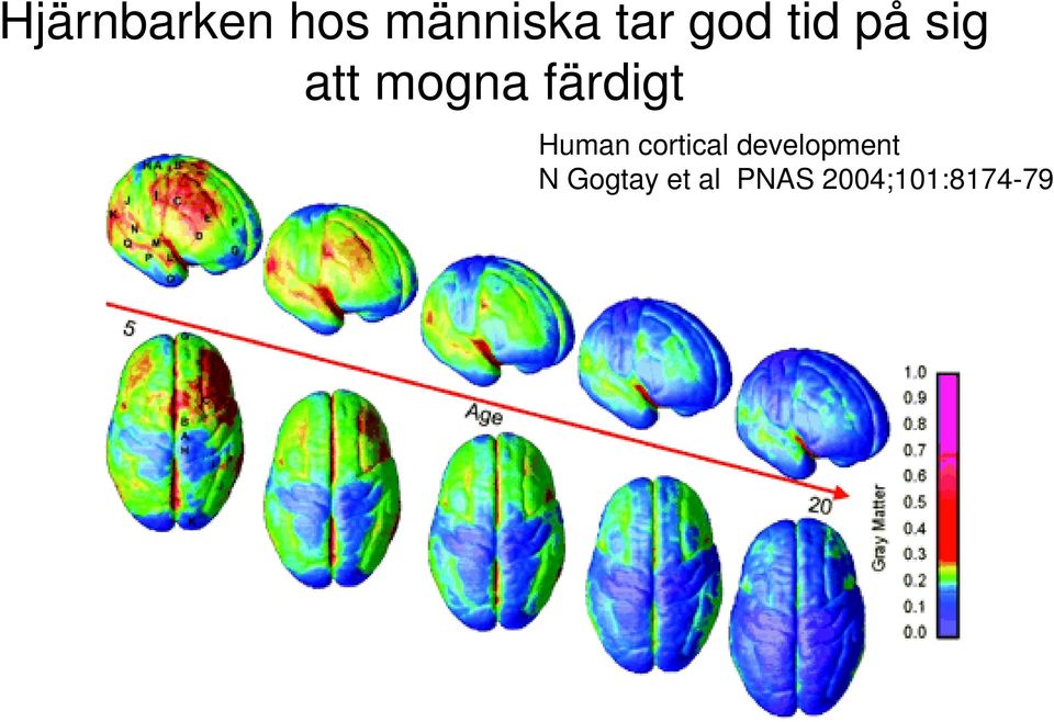 färdigt Human cortical