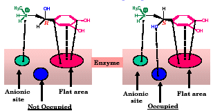 Egenskaper hos olika stereoisomer Karvon existerar som ett enantiomerpar: (S)-(+)-Karvon O O (R)-(-)-Karvon Kummin [α] D = +62.5 Mynta [α] D = -62.