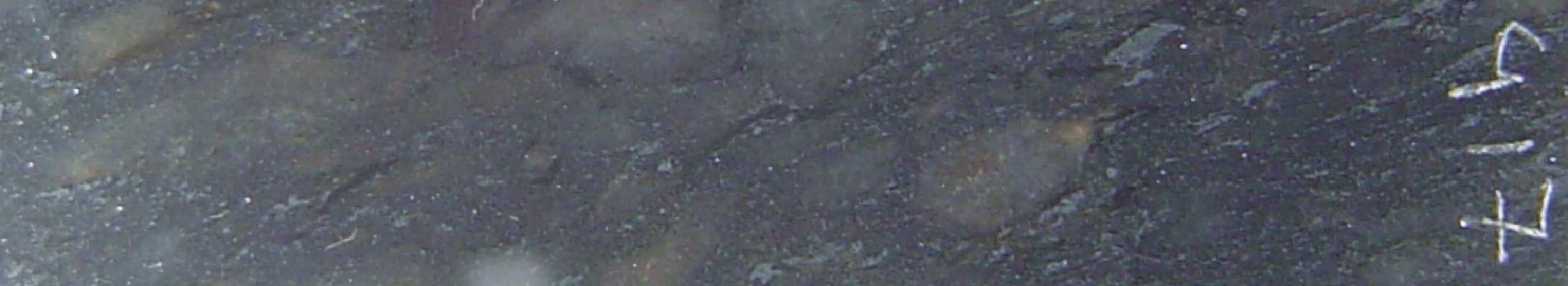 Opak: Övriga mineral: Sericit: Klinoklor: Metamorf facies: Anhedrala korn >4 mm, Finns i korngränser, inneslutningar och sprickor.