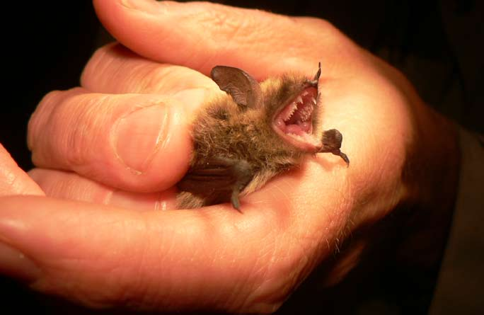 Både fransfladdermusen (Myotis nattereri) trollfladdermusen (Pipistrellus nathusii) är relativt ovanliga arter i hela landet och finns upptagna på den svenska rödlistan, där den förra klassas som