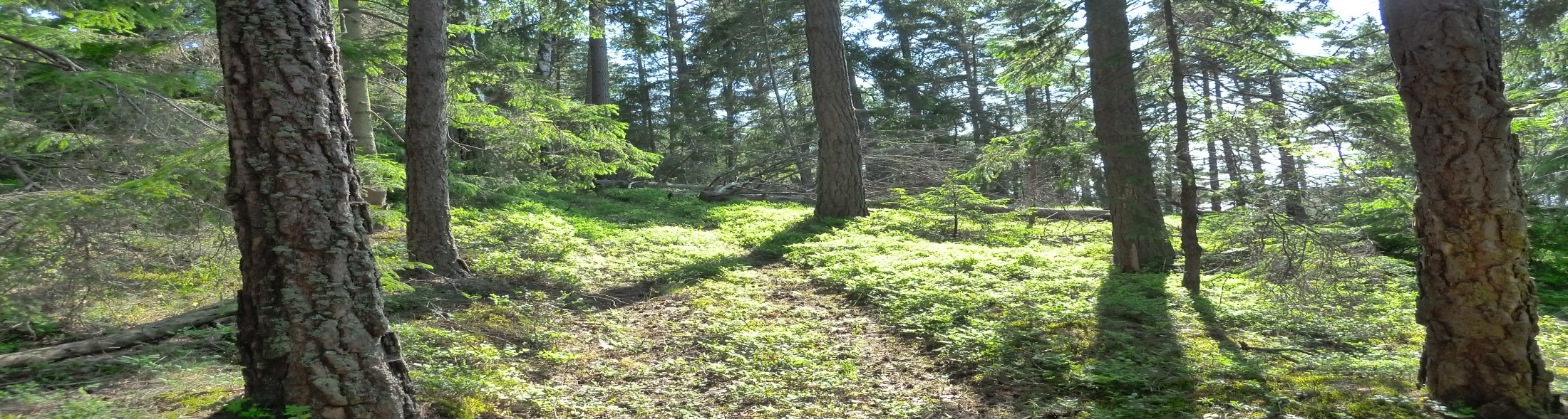 Exempel på innovativ naturvård Nyskapande och innovativa: metoder/ redskap för bevarande/ hållbart nyttjande förvaltningsmodeller metoder för samarbete mellan olika aktörer modeller som underlättar