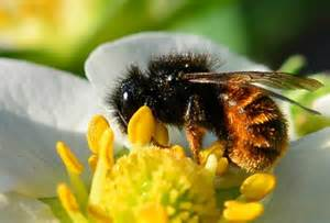 Biologisk teknik och nya affärsmodeller Pulver från svamp skyddar naturligt istället för kemiska bekämpningsmedel,