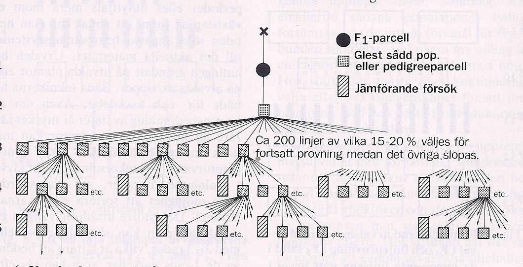 Växtförädling konsten att