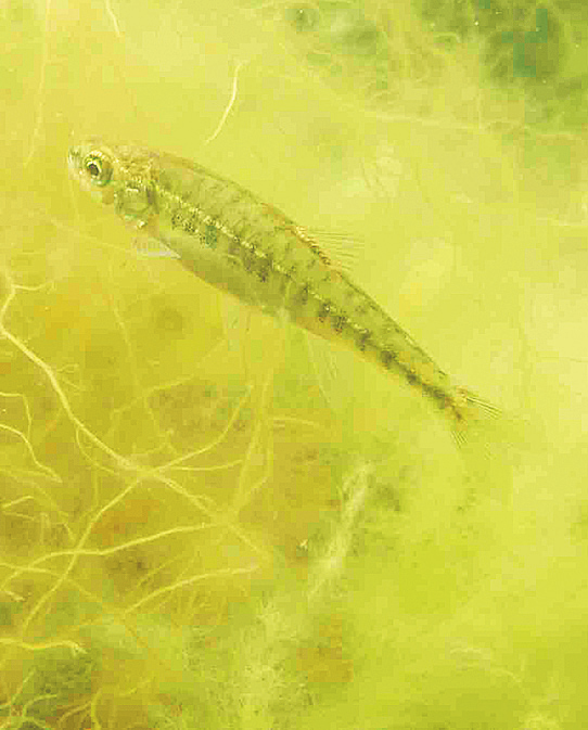 Phoxinus phoxinus elritsa minnow Elritze Levande agn såsom betesfisk, insektslarver och mask kan komma loss, överleva och sprida sig.