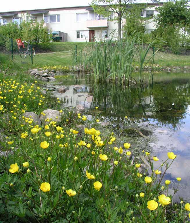 Flora och fauna i en dagvattendamm i Skene