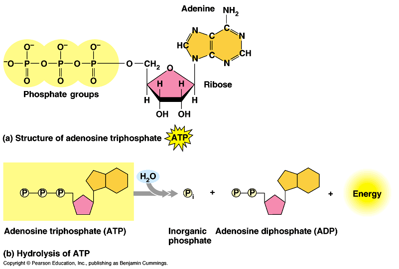 Cellens energivaluta är främst ATP adenosintrifosfat. Finns även andra analoger till ATP, t ex UTP uridintrifosfat där kvävebasen adenin bytts mot uracil.