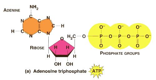 Kontroll av glykolys/glukoneogenes: Viktigt med strikt kontroll så glykolysen och glukoneogenesen inte sker samtidigt.