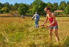 SÖNDAG 19 JUNI De vilda blommornas dag Promenad med Kerstin Frostberg som guide i försommarens blomsterrika marker. I samarbete med Svenska Botaniska Föreningen. Kl. 10.30-13.