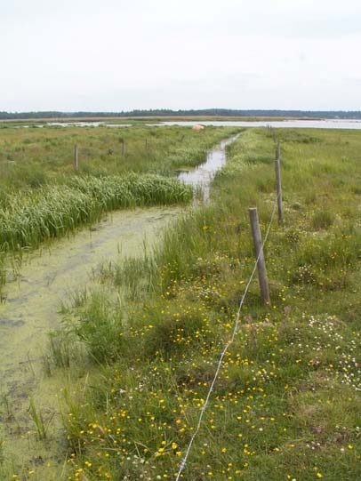 9. Kummelön (SE0610023) Inventeringsdatum: 2006-06-21 Kummelön är en halvö i södra delen av Ölmeviken i Vänern.