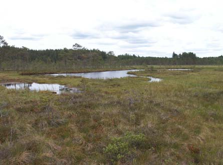 13. Högbergsfältet (RegDOS 2002137) Inventeringsdatum: 2006-06-26 Inom Högbergsfältets naturreservat besöktes en liten damm i den sydvästra delen.