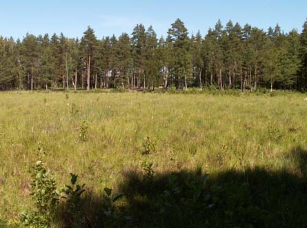 vattenbrynet och gungflyet går rakt ned i vattnet. Citronfläckad kärrtrollslända föredrar mosaikartad och varierad vegetation, något som sällan finns vid mossgölar. 16.