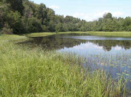 26. Knappnäs (SE0610233) Inventeringsdatum: 2006-07-03 Naturförhållandena präglas av områdets läge i Klarälvens meanderlopp.