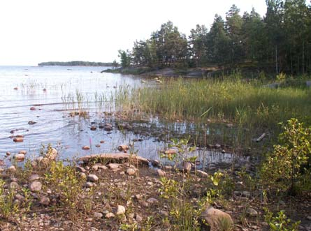 Kan fynd av myrtrollslända vara en användbar indikator på avsaknad av citronfläckad kärrtrollslända? 34.