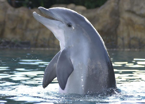 En delfin kan lära sig hur den ska få mat ur en maskin, men verkar inte på abstrakt väg kunna förmedla kunskapen till andra delfiner Försök att lära apor symbolspråk eller mänskligt