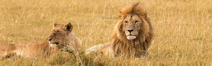 Följ med Resecity och Sydafrikaresor och upptäck Sydafrikas höjdpunkter! Resan börjar i Pilanesberg där vi letar efter The Big 5 och bor på lyxiga Bakubung Bush Lodge!