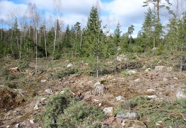 Utredningsresultat och rekommendation Tippyta 9 Ytan ligger i skogen norr om E18 och omfattar en nord-sydligt liggande ravin. Marken är således kuperad och den är även rik på block och stora stenar.