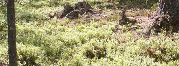 två sätt. 1) Vid misstänkt brott mot skogsvårdslagen, t.ex. mot 10, görs en åtalsanmälan.