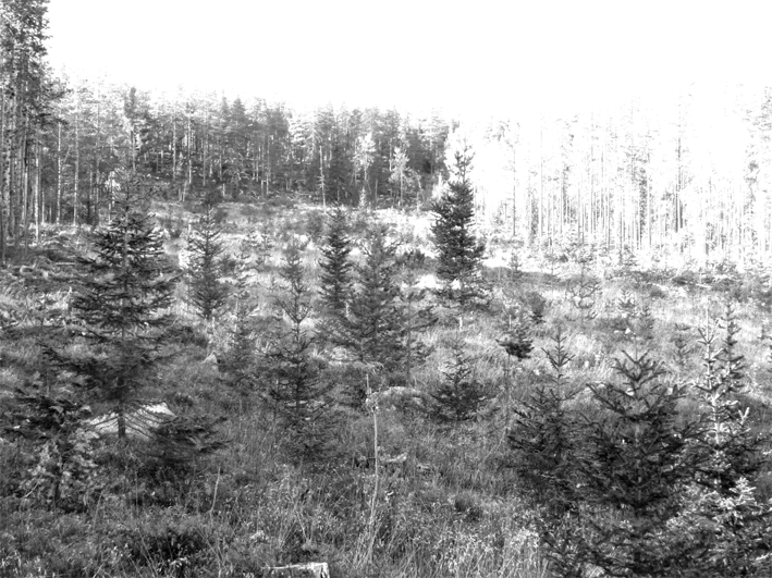 beror på härjningar bland planterad tall av knäckesjuka, snöskytte, tallkräfta m.m. Även femton år efter planteringen dödas plantor av snöskytte, trots att de nått längder långt över metern (Foto 10).