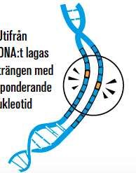 Hur fungerar CRISPR-tekniken?