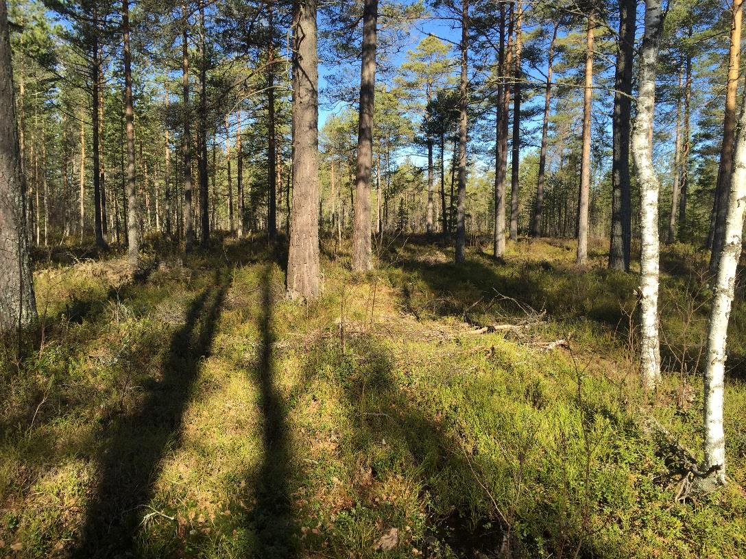 BORLÄNGE KOMMUN UPPDRAGSNUMMER