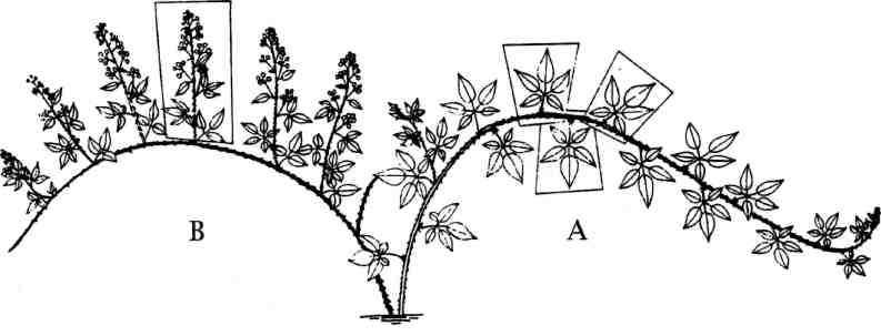 5(1) Daphne 5 Figur 1. Bladskott och blomskott. A: Första årets bladskott. B: Andra årets bladskott. Bladen har fallit av och från övervintrande knoppar har det utvecklats upprätta blomskott.