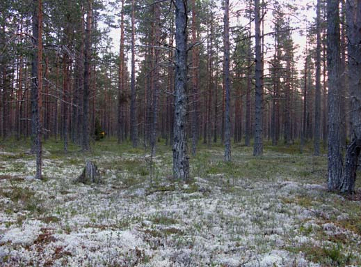 Svampar på tallmoar En frostnupen oktobermorgon samlades en mindre skara svampentusiaster för att än en gång göra färden upp emot kommunens västra hörn.