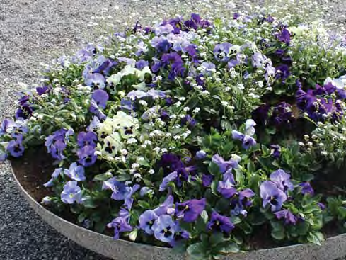 Blomsterprogram Annueller (ettåriga växter) är ett uppskattat inslag i gatuoch parkmiljön under sommarhalvåret.