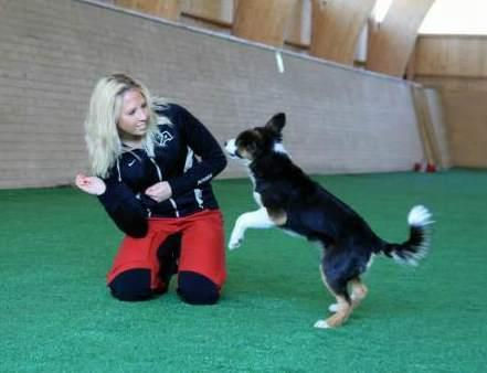 Nathalie Ädel TheLook Brilliant Mie "Mie" Tävlar för klubb: Mullsjö BK Fotgående. Har du varit med tidigare i talangtruppen (med denna hund eller annan)?