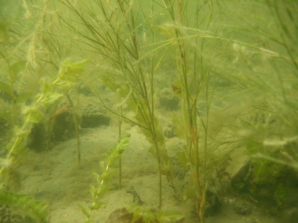 Figur 3. Höga kärlväxter i form av borstnate (Potamogeton pectinatus) och ålnate (Potamogeton perfoliatus). Foto: Martin Isaeus, AquaBiota Water Research.