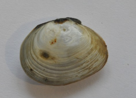 Östersjömussla (Macoma balthica) är en liten, upp till ca 2 cm stor mussla som lever nedgrävd på sandiga eller leriga bottnar.