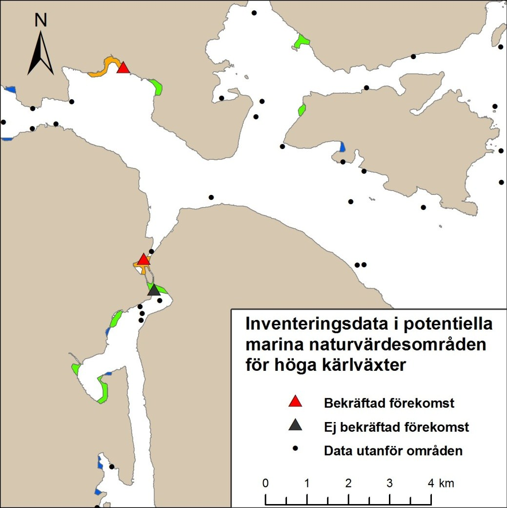 Figur 43. Tre av inventeringspunkterna inom potentiella marina naturvärdesområden för höga kärlväxter. Två av dessa bekräftar förekomst av 10 % täckningsgrad medan en inte gör det.