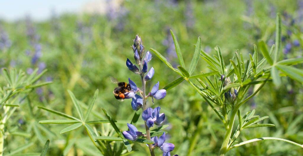 Träda Stubbträda ger föda och skydd till insekter, fåglar och vilt Klöver och andra blommande örter i trädan ökar effekten Fleråriga trädor har större värde för mångfalden än ettåriga Blommande örter