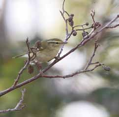 Taigasångare Phylloscopus inornatus. Björn, Björns skärgård, 16 (t vä) resp 26 (ovan) september 2006. FOTO: ULRIK LÖTBERG flyger vidare in mot fastlandet.