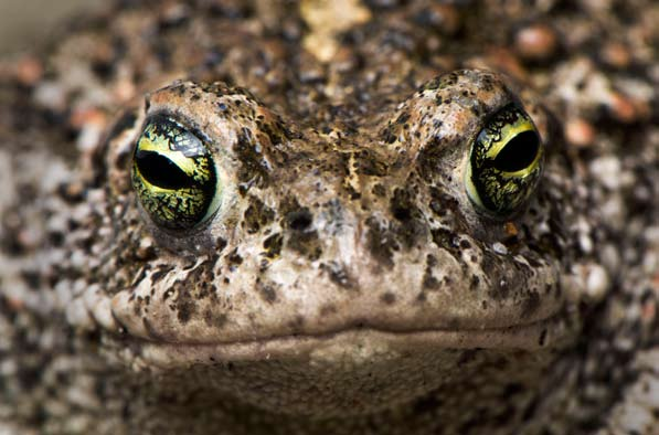 Grodor hotade av infektions sjukdom Chytridsjuka eller chytridiomykosis är en infektionssjukdom som drabbar groddjur och som nu har spritt sig och över hela jorden.