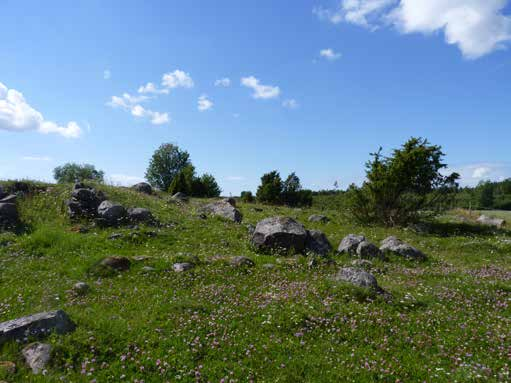 Två sällsynta arter återfanns i färgskålarna vid Stora Skattegården; en guldstekel, Chrysis viridula, och en rovstekel, Pemphredon clypealis.