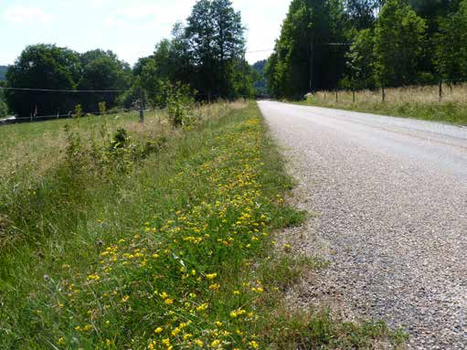 Pollinatörsslingan genomfördes längs en vägkant vid Sörgraven.